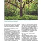 Besondere Bäume als Kraftquelle. Flucht aus dem Alltag durch Natur. Wildnis reduziert Stress. Wald-Effekt beruhigt.