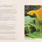 Interessante alte Kürbissorten: Beschreibung von Pepo-, Maxima- und Moschus-Kürbissen, dazu ein Foto einer blühenden Kürbisblüte.