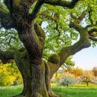 Kalenderseite mit April-Daten. Ein massiver Baum mit ausladenden, moosbewachsenen Ästen steht auf grüner Wiese.