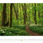 04, ein Pfad führt durch einen Wald mit dichtem grünen Laub und weißen Blüten am Boden.