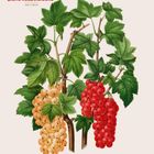 Titel: Rote Johannisbeere „Rote Holländische“. Illustration von Blättern und roten, gelben Beeren. Kalender für April.