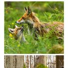 Schlüsselblume, Rotfüchse, moosbedeckte Bäume. Kalender im April. Dreigeteiltes Bild mit Texten zu Pflanzen und Tieren.