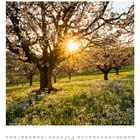 „04“ in großer Schrift unten, darunter eine Monatsansicht. Blühende Kirschbäume bei Sonnenuntergang in einer grünen Wiese.