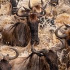 04, 12 26, 13 27, 14 28... Gnus durchqueren einen Fluss, spritzendes Wasser, dicht gedrängte Herde.