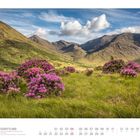"April, Schottland: Wilder Rhododendron im Glen Etive. Hügel mit rosa Blüten und blauer Himmel mit einigen Wolken."