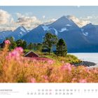 "04 Hurtigruten. Blumenfeld an der Küste des Lyngenfjords, Troms, Norwegen." Blühendes Feld, rotes Haus, Berge im Hintergrund.