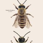 Illustration von drei Bienenarten mit Text: "Rotpelzige Sandbiene", "Westliche Honigbiene", "Rostrote Mauerbiene" und "april".