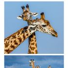 Kalenderbild: Giraffen in Savanne mit Baum. Nahaufnahme zweier Giraffen; drei Giraffen in Landschaft. April hervorgehoben.