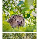 Kalender für April. Oben weiße Blüten, Mitte ein Igel, unten Waldlandschaft mit Sonnenlicht.