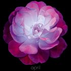 April, caelano, tom blachford & kate ballis. Ein Kalender für April mit leuchtend violetter und weißer Blume.