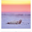 Text: An den Seiten Zahlenreihen mit Wochentagen und das Datum "04" darunter.  
Ein Seehund liegt auf einem Strand bei Sonnenuntergang.