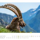 Ein Alpensteinbock sitzt majestätisch vor einer Bergkulisse im April 2027 Kalender.