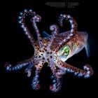 "Berry's Stummelschwanz-Sepie," Kalendermonat April, zeigt eine farbenfrohe Sepie mit gewundenen Armen und leuchtenden Tupfen.