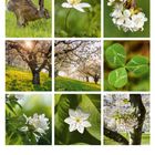Text: 04, 01-30, Kalender. 

Beschreibung: Neun Bilder mit Feldhase, Frühlingsblumen, blühenden Bäumen, Klee und zarten weißen Blüten.