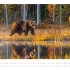 Kalenderseite April; Datum; Europäischer Braunbär; Still stehender Bär nahe eines ruhigen Sees, Herbstlandschaft im Hintergrund.