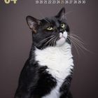 Kalender mit April-Daten; ein schwarz-weißer Kater schaut leicht nach oben, vor einem grauen Hintergrund.