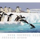 Text: "Adeliepinguine (Pygoscelis adeliae) - Paulet-Insel". Mehrere Pinguine stehen und springen von einer Eiskante ins Wasser. Kalenderformat.