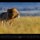 April-Kalender. Ein Löwe steht in einer goldenen Savannenlandschaft mit unscharfem, blauem Hintergrund.