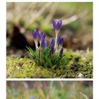 Kalender für April mit Fotos von violetten Blumen. Unten sind Datumsfelder für den Monat gezeigt.