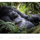 Text: "04", "Berggorilla im Bwindi-Regenwald Uganda", "MO DI MI DO FR SA SO", "01 02 03 04...".  
Ein Gorilla liegt entspannt im dichten Wald.