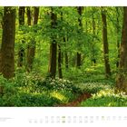 04. Kalender mit April-Tagen. Wald mit dichten, grünen Bäumen und einem Weg, umgeben von Wildblumen.