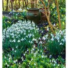 03 Januar, Mo 18, Di 19, Mi 20, Do 21, Fr 22, Sa 23, So 24. Schneeglöckchen im Garten neben Tongefäßen.