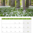 Kalenderblatt für April 2027, Bild: Buchenwald mit blühendem Bärlauch im Nationalpark Hainich, Thüringen.