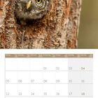 Ein Kalenderblatt für April 2027. Ein Sperlingskauz schaut aus einem Baumloch hervor.