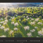 „4, 1 2 3 4, 5 6 7 8 9 10 11, 12 13 14 15 16 17 18, 19 20 21 22 23 24 25, 26 27 28 29 30.“   
Blühende Bäume in grünem Feld.