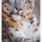 Kalenderblatt für April 2027, Bild eines Schneeleoparden, auf einem Felsen liegend, mit ruhigem Blick.