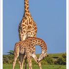 April 2027 Kalenderblatt. Zwei Giraffen stehen auf einer Wiese – eine große und eine kleine.