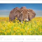 "APRIL" steht zweimal oben links, unten links kleine Zahlen von 1 bis 30, ein Elefant im Blumenfeld.