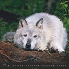 Text: April 1 bis 30. Ein weißer Wolf liegt im Wald auf dem Boden und schaut nach vorne.