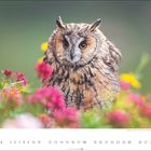 4. Waldohreule (Asio otus) sitzt zwischen bunten Blumen. Hintergrund ist unscharf. Kalendertage darunter.