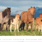 Text: "Foto: Sabine Stuewer". Vier Pferde auf einer Wiese, darunter zwei Fohlen. Im Hintergrund Berge und blauer Himmel.