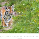 "4" und eine Monatskalenderübersicht. Ein junger Tiger läuft durch Gras mit gelben Blumen.