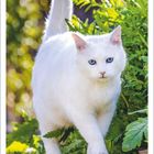 April 2027, Kalenderansicht mit Wochentagen. Eine weiße Katze mit blauen Augen auf Stein und zwischen grünen Pflanzen.