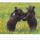 Braunbären (Jungtiere) spielen stehend auf einer Wiese voller gelber Blumen. Unten stehen die Zahlen 1 bis 30.