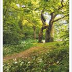 4 | 2027. Betitelung: Nationalpark Hainich, Thüringen. Ein verwachsener Baum in einem grünen Wald mit einem Pfad.