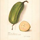 38188, Popoulu Hawaii. Eine grüne Banane und eine aufgeschnittene Banane in einer detaillierten botanischen Illustration.