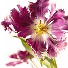 Zahl 4 in großer Schrift, daneben kleine Zahlen 1-30. Nahaufnahme einer lilafarbenen, leicht fransigen Tulpenblüte.