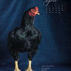 „April“ und Kalendertage oben. Unten: „Indischer Kämpfer, Hahn, Ursprung England, Groß, Farben Tannenbaum.“ Hahn vor blauem Stoff.