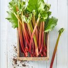 April, Kalender mit Rhabarber in einer Holzkiste, grüne Blätter, etwas Erde auf hellem Holzboden.