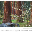 "Environment Wildlife Photographer of the Year 2009, Finalist. LIFE AMONG GIANTS. Blühender Baum vor Mammutbäumen im Wald."