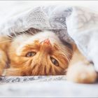 Text: „MAI | JUNI“, „Nicht vergessen!“, Zitat über Katzen von Cleveland Amory. Eine orange Katze unter einer Decke.