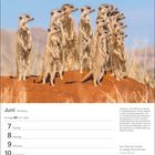 Juni, 23. Woche, Zwillinge 21.5.–20.6. Tage 7-13. Erdmännchen stehen wachsam auf roter Erde in einer Graslandschaft.