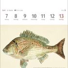 Juni 7-13, Südliche Schwarzbrasse. Illustration eines Fisches mit detaillierter Schuppenstruktur.