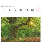 Juni, 23. Woche, 21.5.–20.6., Montag 7 bis Sonntag 13. Eiche im Urwald Sababurg im Naturpark Reinhardswald.