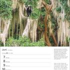 Juni, 23. Woche, Zwillinge 21.5.–20.6. Kalenderseite mit Brillenbär auf Baum in Ecuador, umgeben von grünen Blättern und Flechten.