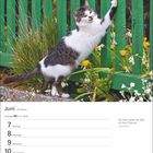 Juni-Kalenderblatt mit einer Woche. Zitat: "Die Katze tastet die Welt mit ihrer Pfote ab." Bild: Katze an grünem Zaun.